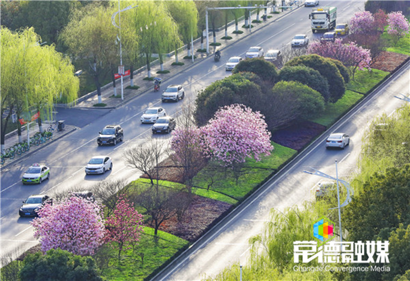 山川青草绿 沅澧植树忙 周德睿曹立军等市领导与机关干部植树造绿