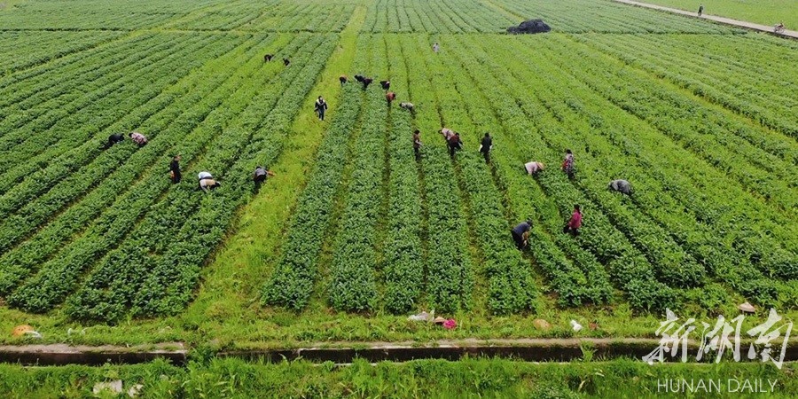 700吨芹菜备销粤港澳 新湖南www.hunanabc.com