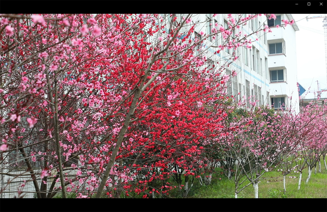 美景|江华：百花盛开香满校园