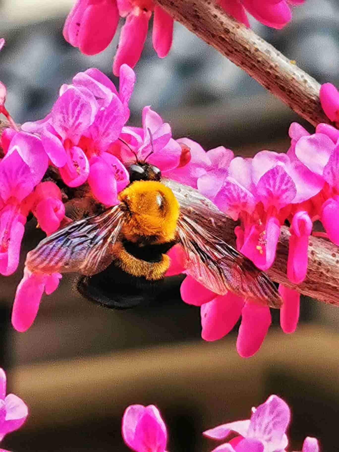 紫荆花花开引蜂来