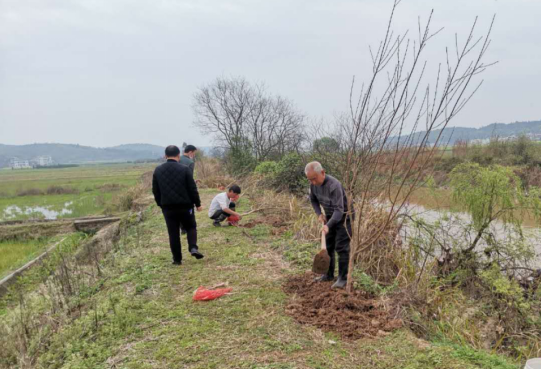 马水镇桃花村打造“桃花岸”