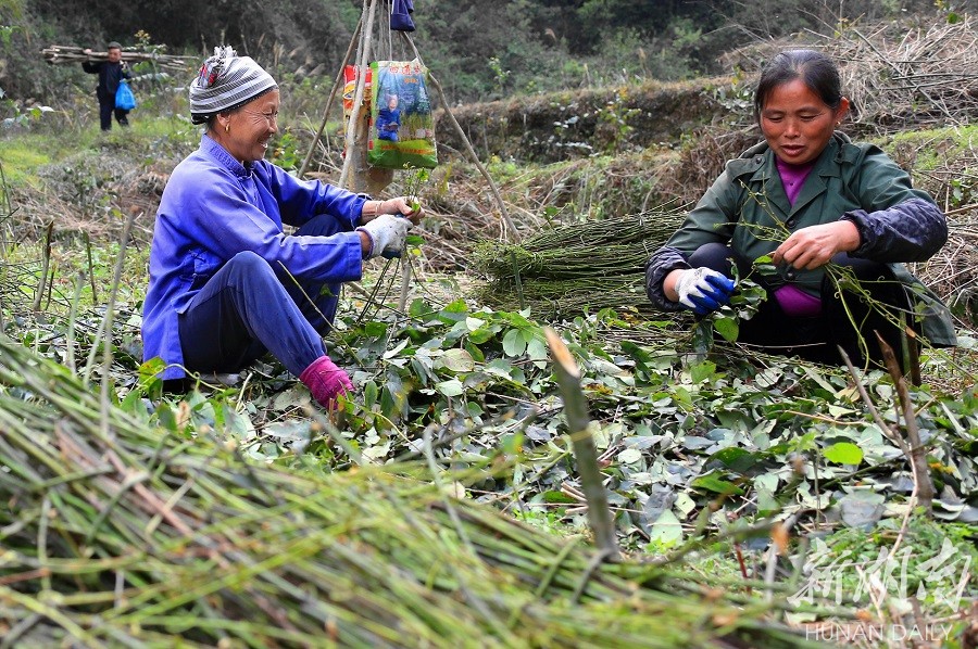 钩藤产业助农增收