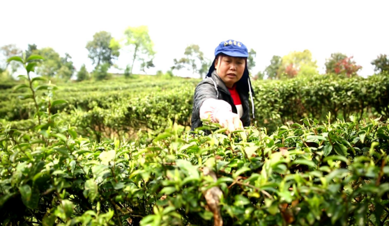 龙塘镇：将江头贡茶打造成贫困户“致富茶”