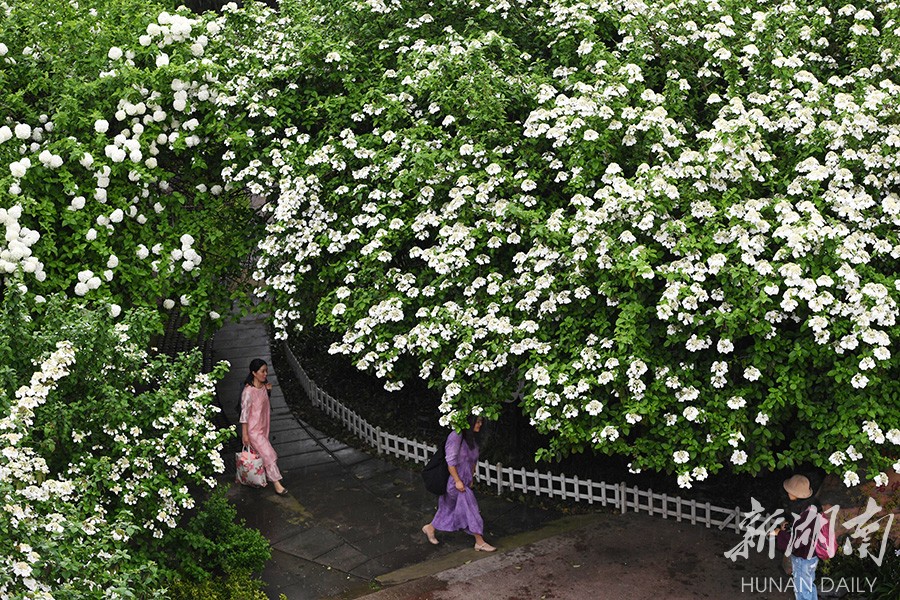 3月26日,长沙市紫风公园,市民在琼花树边赏花拍照.