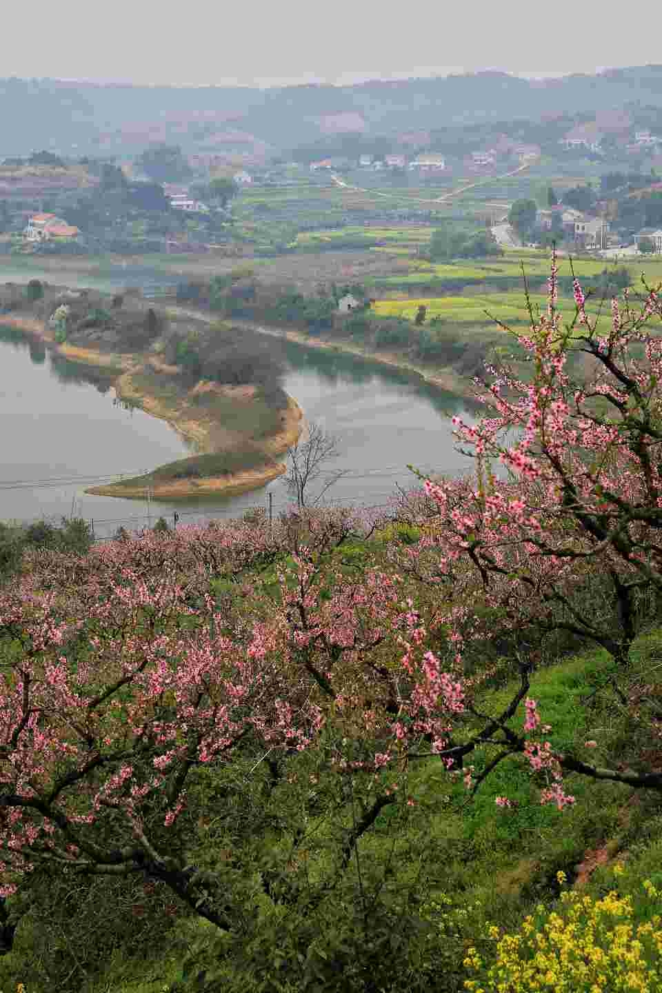 乡村桃花朵朵开
