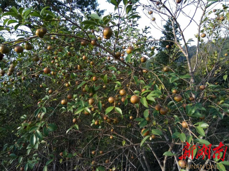 青山乡：防疫生产两手抓 油茶遍种绿满山