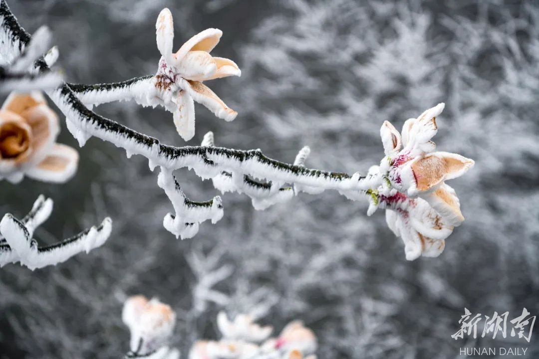 张家界天门山 三月降下桃花雪