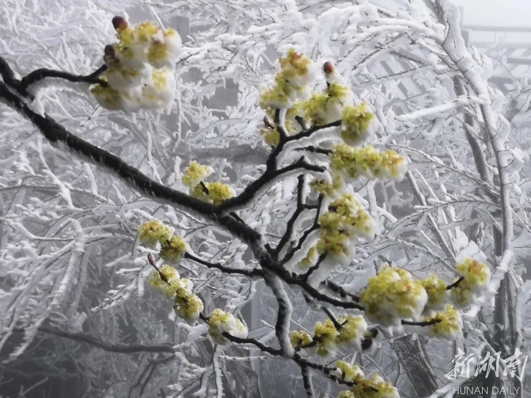 张家界天门山 三月降下桃花雪