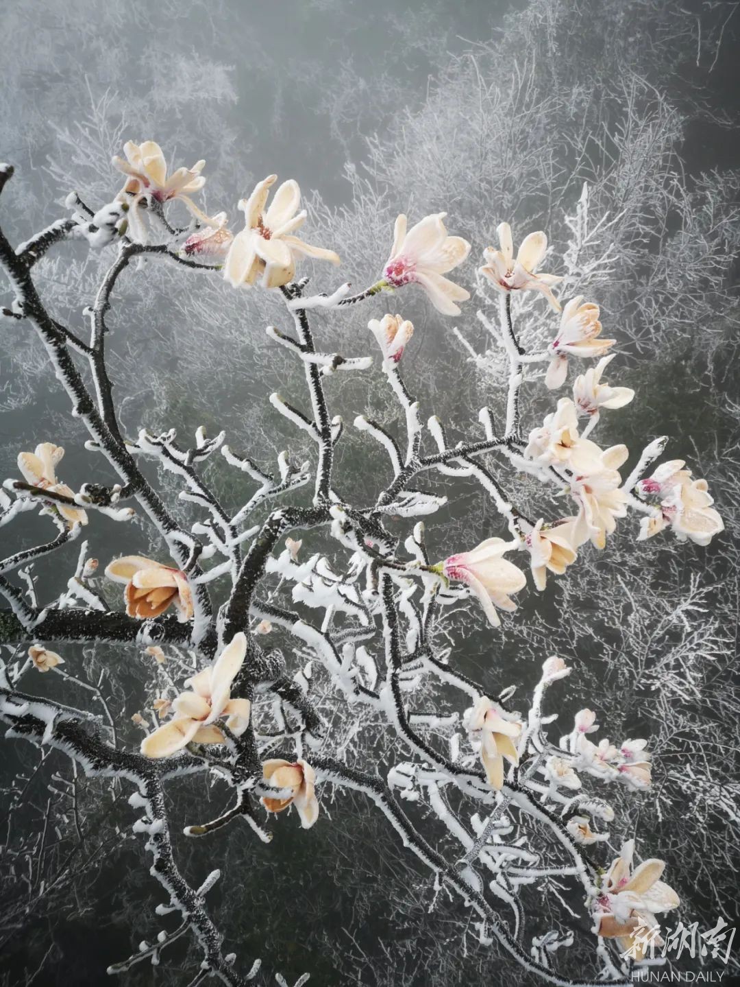 张家界天门山 三月降下桃花雪