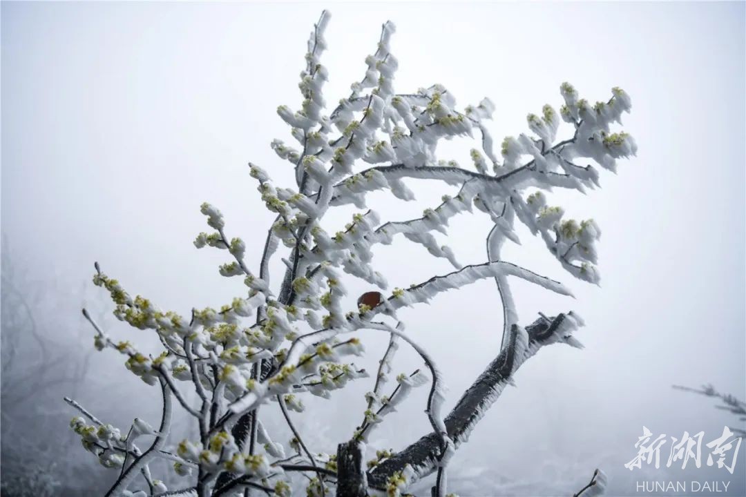 张家界天门山 三月降下桃花雪