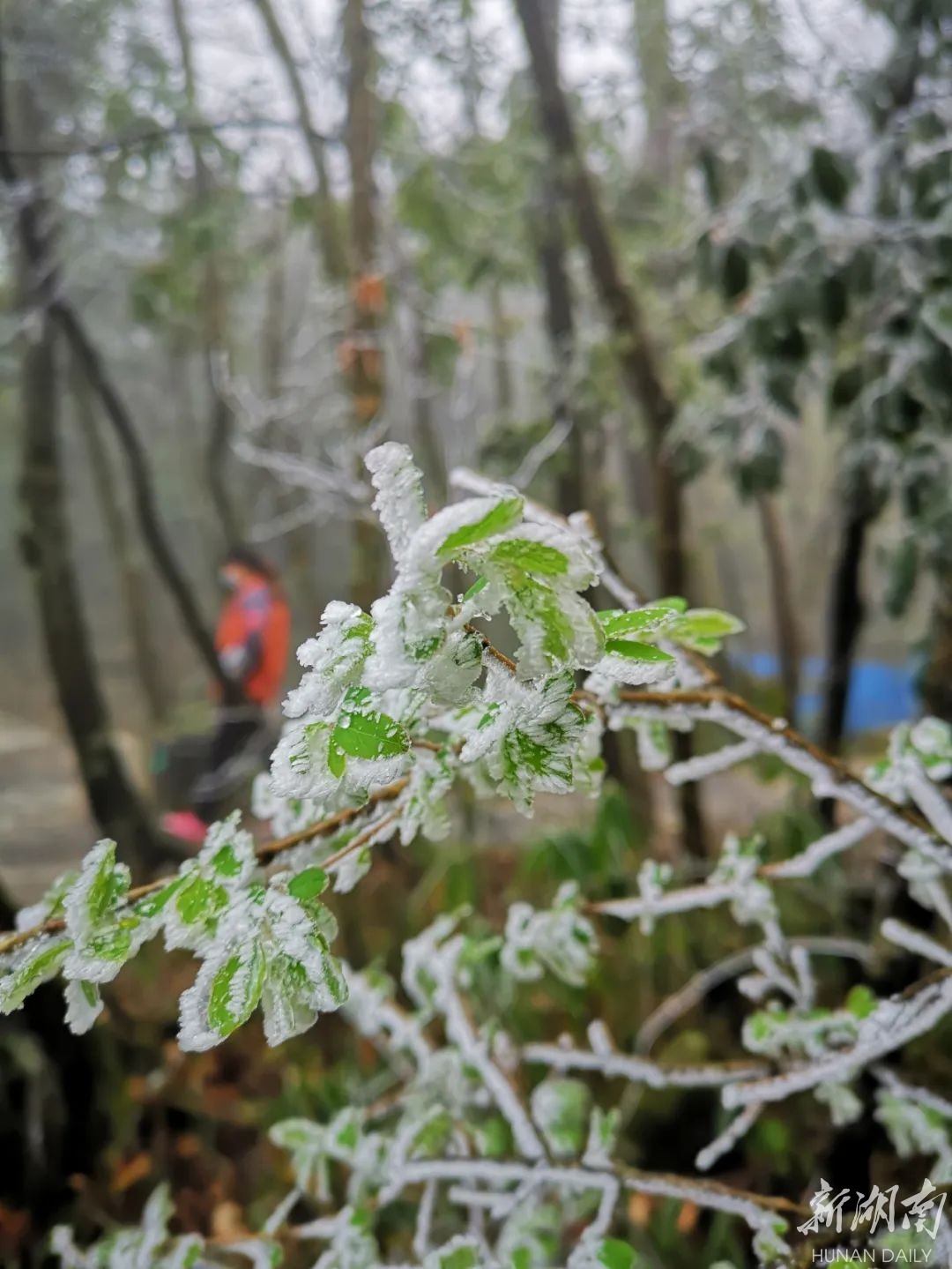 张家界天门山 三月降下桃花雪