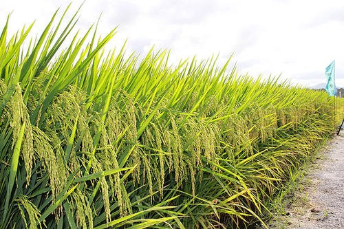 临湘扩大双季稻种植