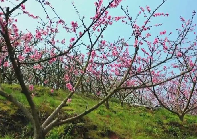 视频｜鹤城区：千亩梨花桃花勾勒美丽田园画卷