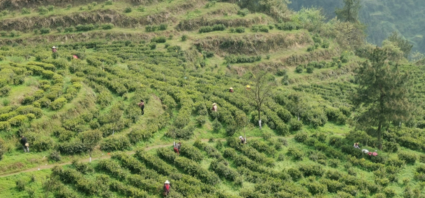 茶旅产业促脱贫