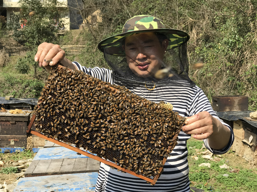养蜂大户酿出“甜蜜”生活