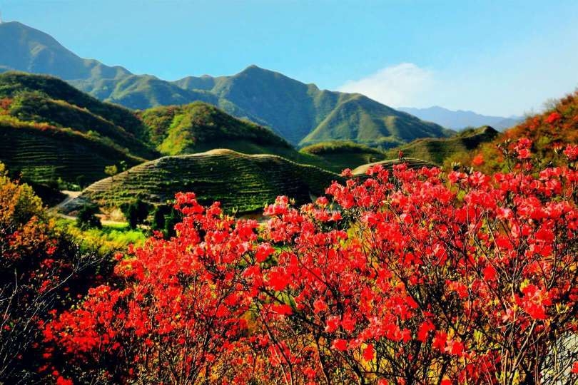 天堂山上杜鹃红