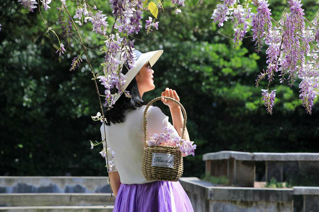 浪漫紫藤花 - 美女 - 新湖南