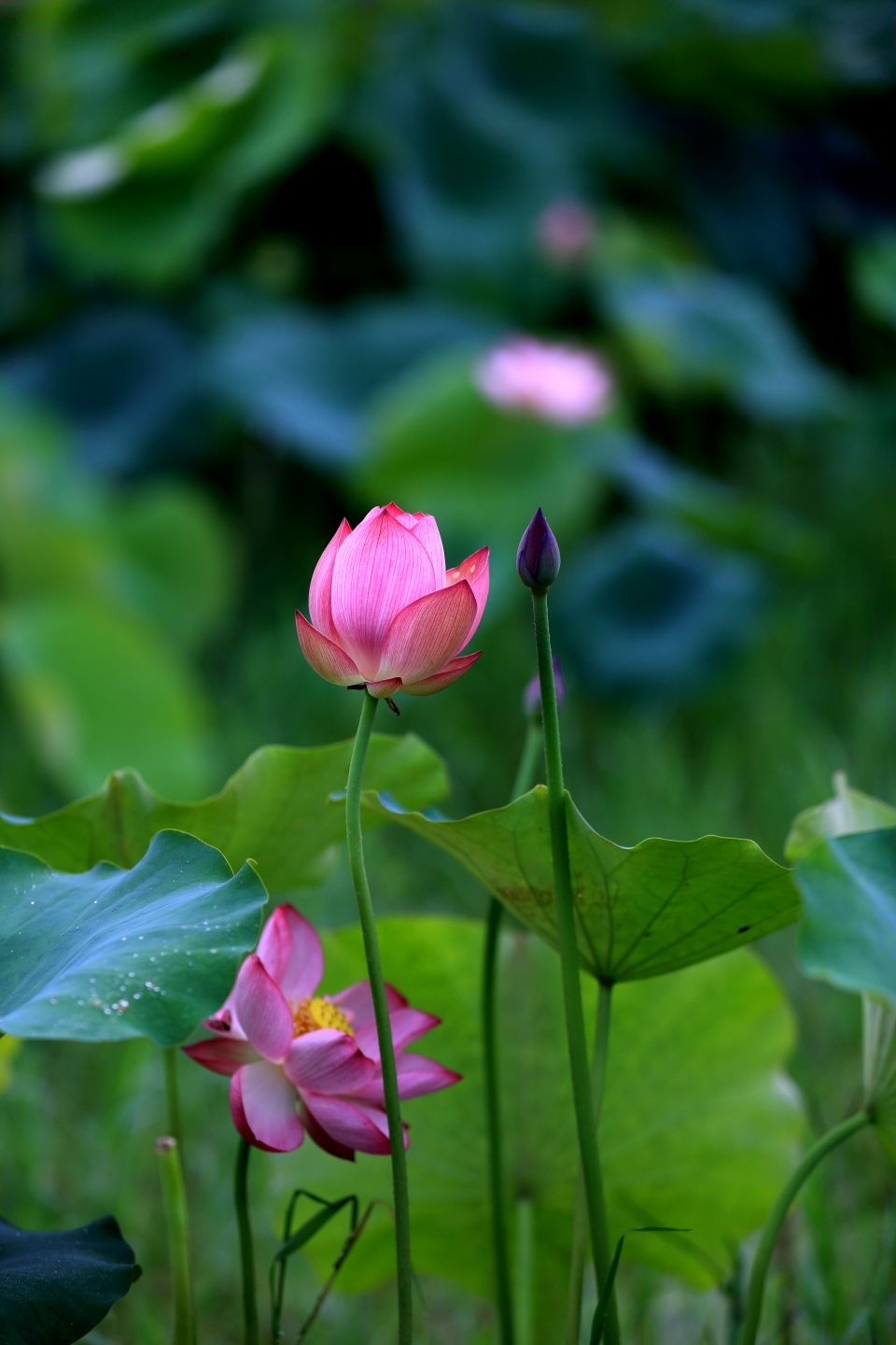 映日荷花别样红