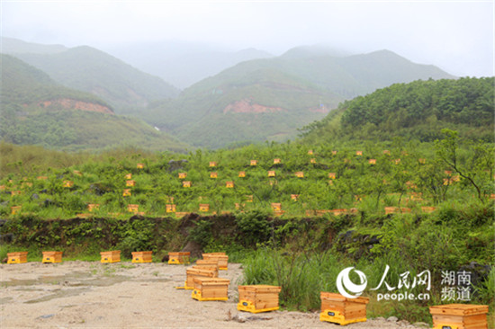湖南金童山村：凝心聚力 过上向往的生活