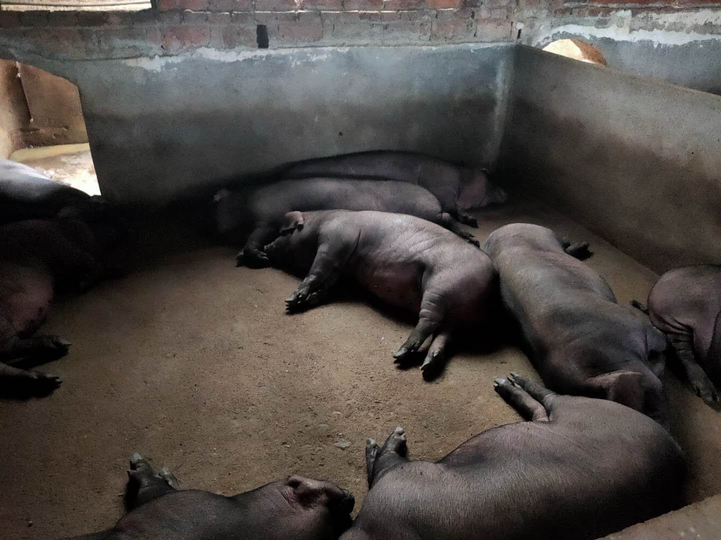 新邵县：富硒产业促民富