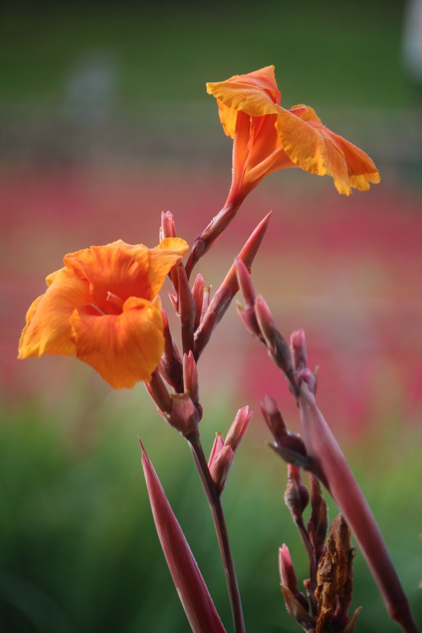 美人蕉花开正艳
