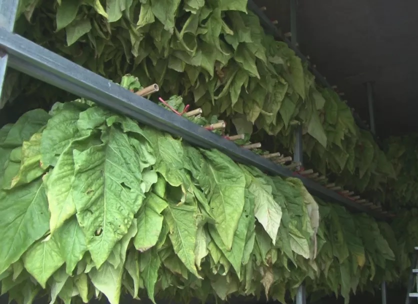 安山乡：种植“黄金叶” 铺就致富路