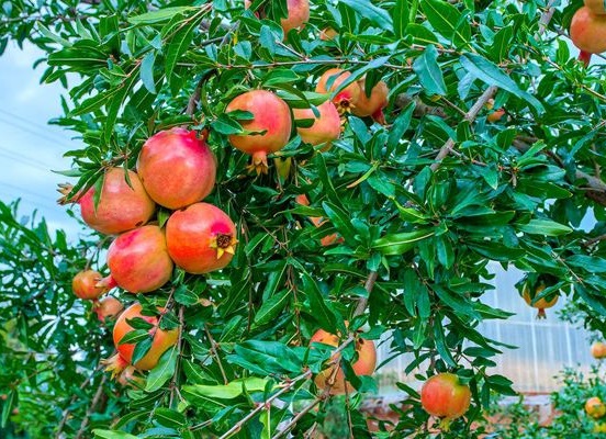 洞口县石榴村：支部引领促发展，集体群众双增收