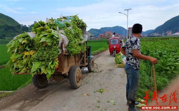 新宁安山乡：种植“黄金叶” 走上小康路