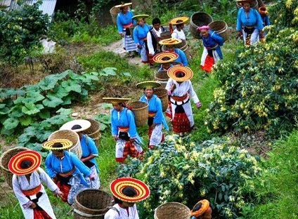 金银花开“金银”多 隆回以花为媒步入发展“快车道”