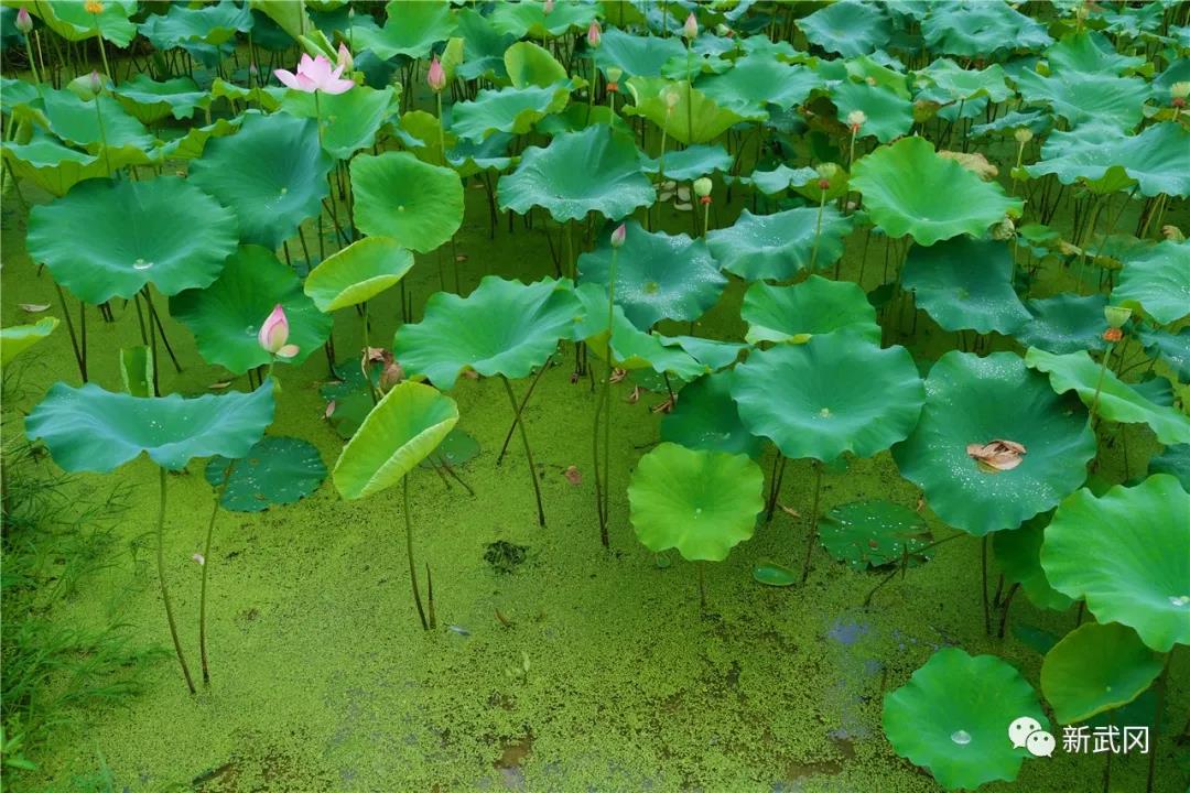 石枧村：“荒塘”变“荷田”转型种植助增收