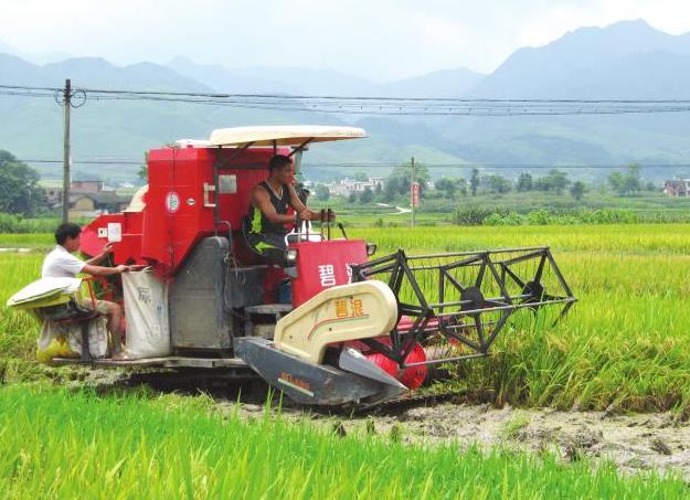 农民丰收 | 湖南新宁：十万亩双季稻开镰收割