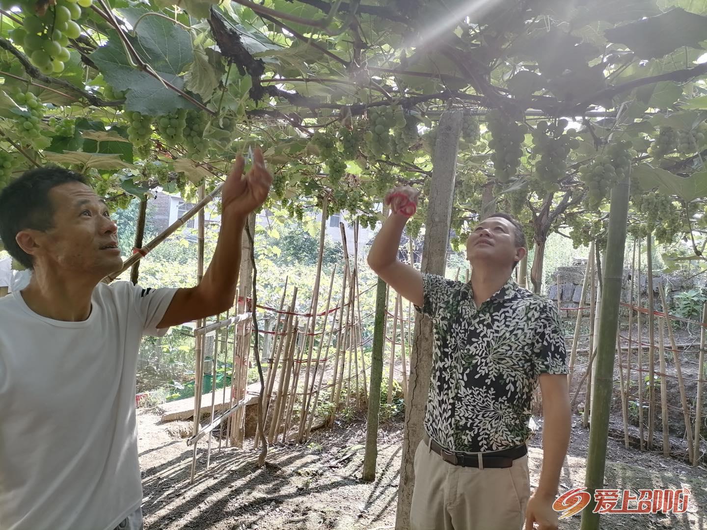 邵阳经开区短陂桥村:赠人玫瑰 手留余香