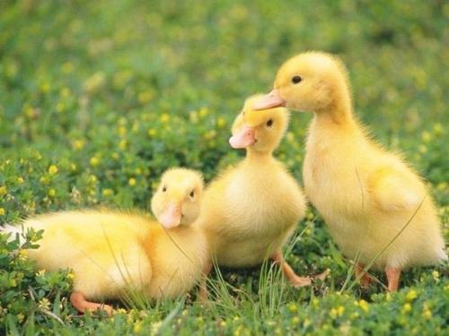 邵东市扶贫办联合市阿典农业有限公司开展“送鸭苗下乡”活动