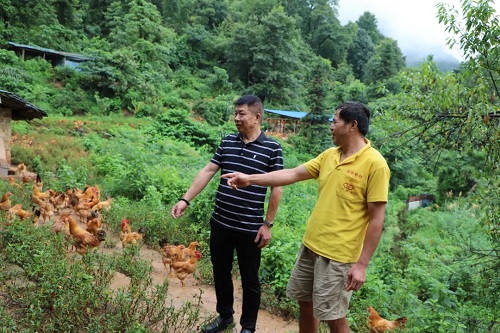 【脱贫攻坚新邵答卷】“鸡司令”摘了贫困帽