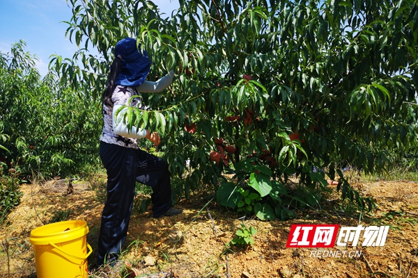 记者探访脱贫路｜北塔区李子塘村：“丰收季”志愿服务助力乡村振兴