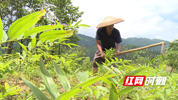邵东：大云山下种“黄金”